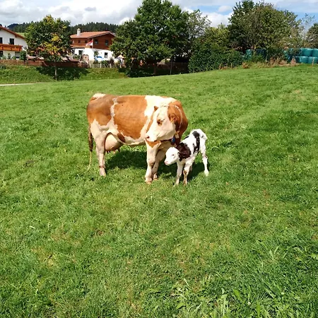 Bio-ferienhof Koepf Rieden